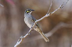 Yellow-faced Honeyeater